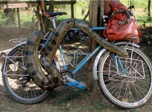 Snake wrapped around a bike